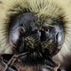Illustration for article titled These Exquisite Bee Photographs Reveal Every Delicate Hair, Antenna, and Wing